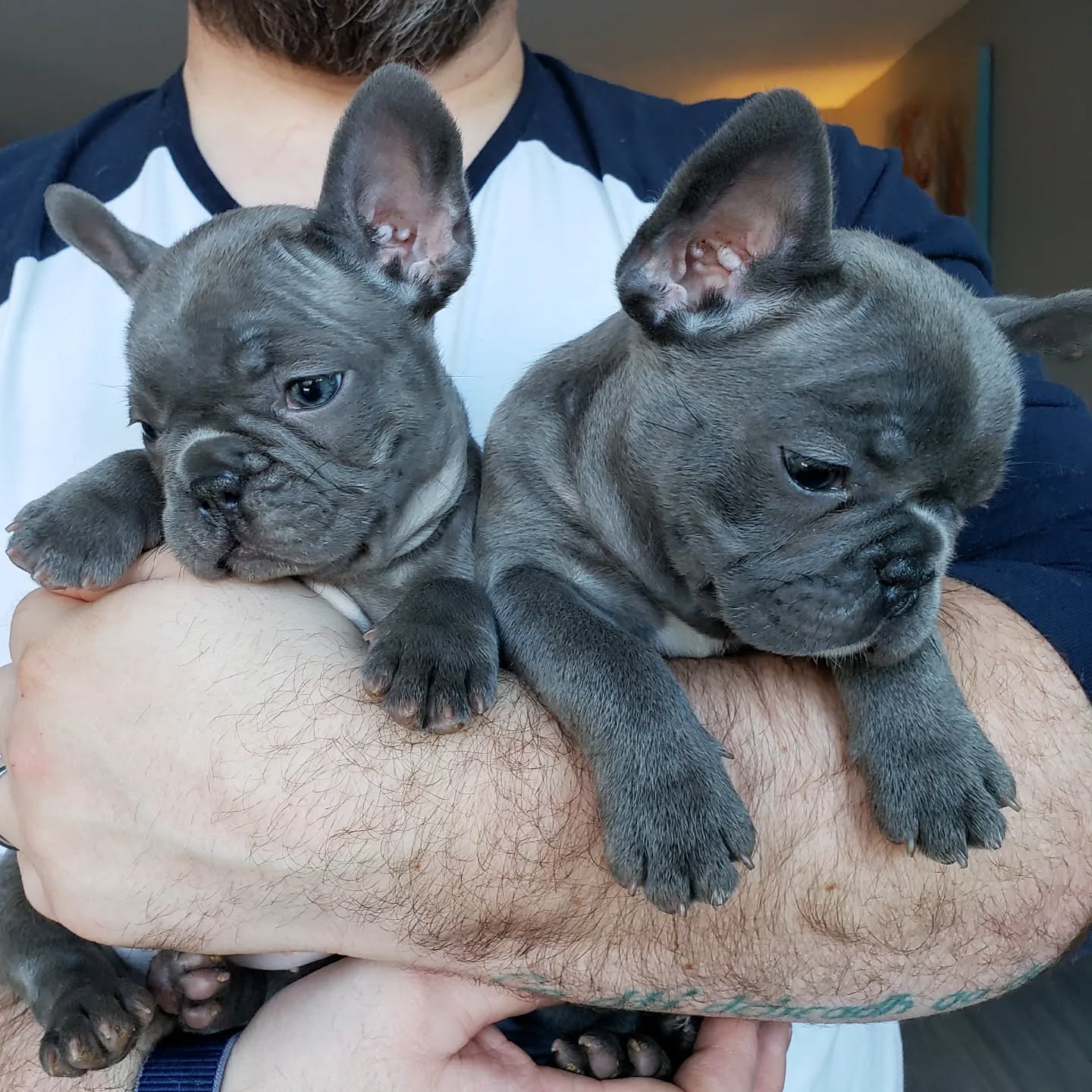 outoftheblue frenchies 1682024006 3085363445017390767 4336152832