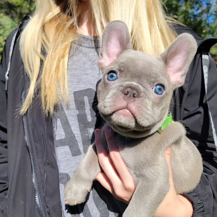 outoftheblue frenchies 1715771862 3368460983297089740 4336152832